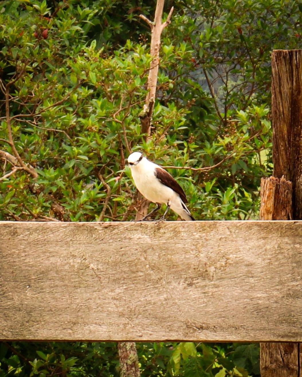 Pousada Velho Chico Vargem Bonita Esterno foto